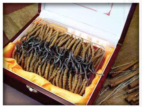 邢台冬虫夏草回收